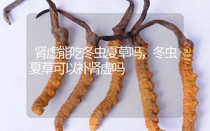 腎虛能吃冬蟲(chóng)夏草嗎，冬蟲(chóng)夏草可以補(bǔ)腎虛嗎？