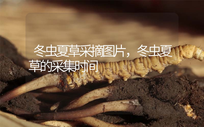 冬蟲(chóng)夏草采摘圖片，冬蟲(chóng)夏草的采集時(shí)間