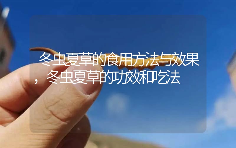 冬蟲夏草的食用方法與效果，冬蟲夏草的食用方法！