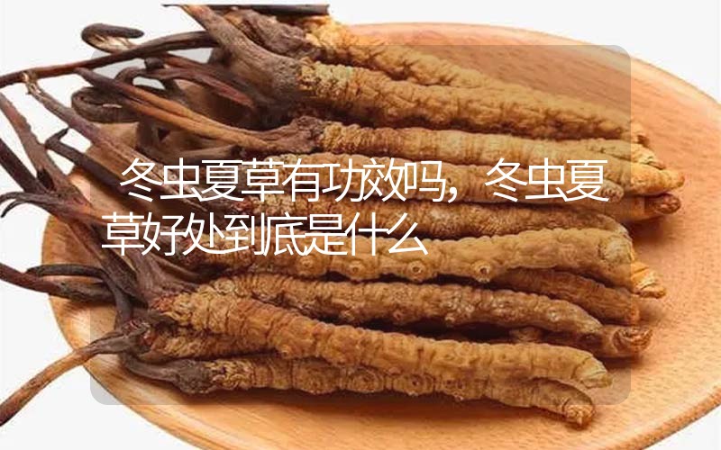 冬蟲(chóng)夏草到底有什么神奇作用?冬蟲(chóng)夏草好處到底有哪些？