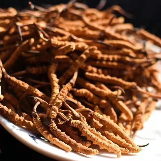 冬蟲夏草為什么這么貴呢？有便宜的能買嗎