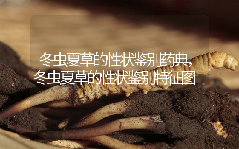 冬蟲夏草的性狀鑒別藥典，冬蟲夏草的性狀鑒別特征圖