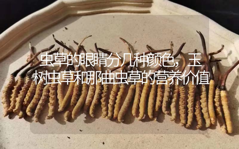 蟲草的眼睛分幾種顏色，玉樹蟲草和那曲蟲草的營養(yǎng)價值