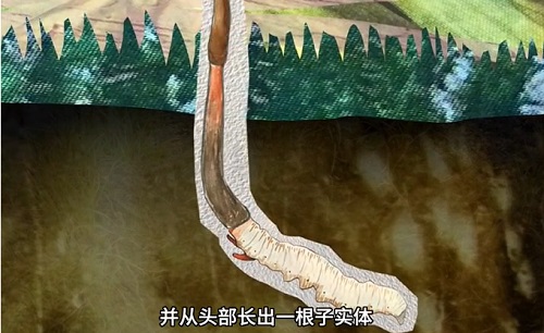 冬蟲夏草到底是蟲還是草？你猜到了嗎？