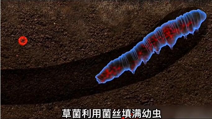 神奇的冬蟲夏草為什么能從蟲子變成草？它到底是怎么形成的呢？