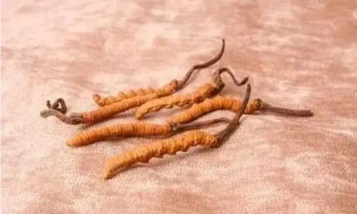 玉樹冬蟲夏草一斤多少錢？玉樹蟲草價格