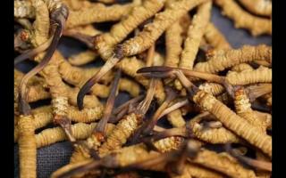 對(duì)冬蟲(chóng)夏草認(rèn)識(shí)與食用上的誤區(qū)？