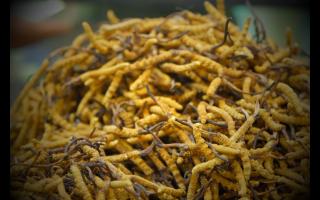 網(wǎng)上買的低價(jià)冬蟲(chóng)夏草是正品嗎？
