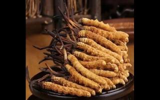 陳年冬蟲(chóng)夏草營(yíng)養(yǎng)價(jià)值好嗎？