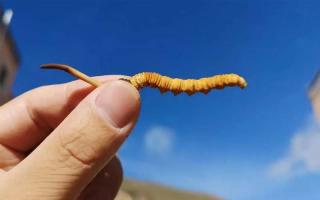 新鮮的冬蟲(chóng)夏草品質(zhì)受哪些影響？