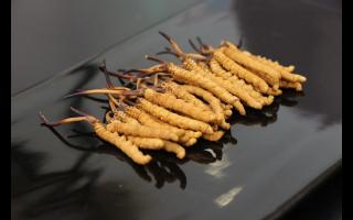 常見的冬蟲夏草作假方法？