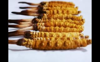 干草和新鮮冬蟲(chóng)夏草有什么本質(zhì)區(qū)別？如何分辨？