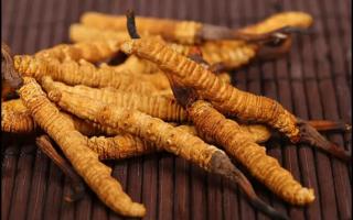 干草還是新鮮冬蟲夏草？學(xué)會(huì)這些方法？