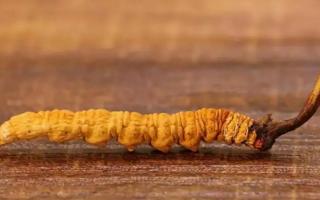 哪個(gè)產(chǎn)地的冬蟲(chóng)夏草比較好？