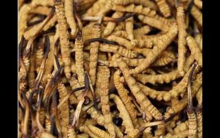 高品質(zhì)冬蟲夏草，全程人工采挖值得信賴！