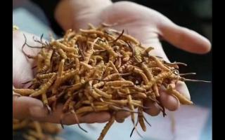 什么是冬蟲(chóng)夏草？冬蟲(chóng)夏草是如何形成的？