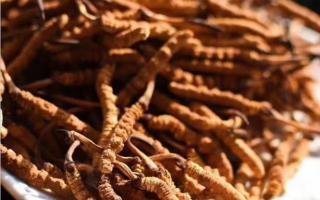 純正冬蟲(chóng)夏草的細(xì)節(jié)之處！