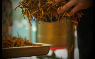 不同產(chǎn)地冬蟲夏草的價(jià)格差別大嗎？