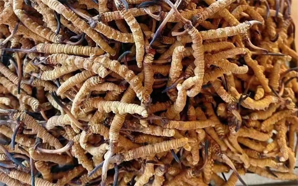 冬蟲夏草可以和番石榴一起吃嗎？