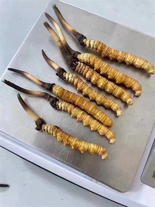 冬蟲夏草煮還是泡好？兩種食用方法的對(duì)比分析