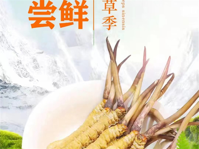 冬蟲夏草可以嫁接嗎？冬蟲夏草的形成過程極為特殊和復雜