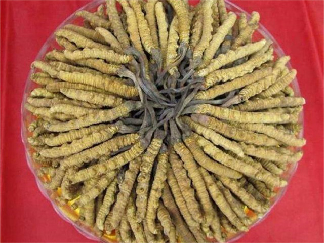 冬蟲夏草價(jià)格一克多少錢？影響冬蟲夏草價(jià)格的4個(gè)因素