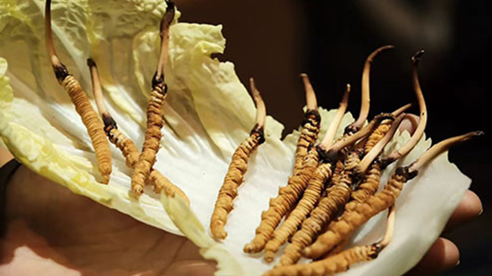 冬蟲夏草：鮮草與干草誰更勝一籌？