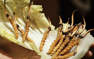 冬蟲夏草為何鮮的好？深度解析鮮蟲草的獨(dú)特優(yōu)勢(shì)