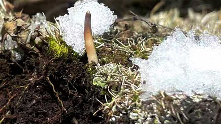 鮮冬蟲夏草燉湯多久能吃？科學(xué)燉煮時(shí)間全解析
