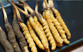 鮮冬蟲夏草什么季節(jié)最好？滋補(bǔ)時(shí)機(jī)大揭秘