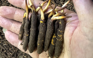 3000 條蟲草一克是幾只？深入解析蟲草規(guī)格與重量關(guān)系? ? ? ?