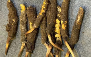 野生冬蟲夏草一斤多少錢？多維度價格解析