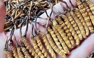 冬蟲(chóng)夏草怎么吃？最全食用指南與科學(xué)建議?