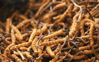 正宗冬蟲夏草一斤多少錢？價(jià)格背后的市場(chǎng)真相與選購指南?
