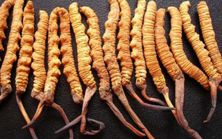 干冬蟲(chóng)夏草多少錢一斤？一文解析其價(jià)格密碼