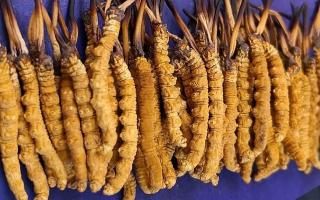 野生冬蟲(chóng)夏草價(jià)格多少一斤？市場(chǎng)行情與價(jià)格影響因素解析
