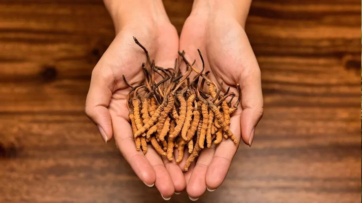 冬蟲夏草怎么食用效果好？掌握這些方法發(fā)揮最大功效