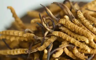 冬蟲夏草特級多少錢一克？多因素交織下的價格探秘