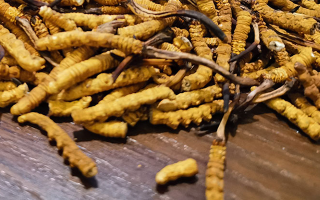 天然冬蟲夏草多少錢一克？