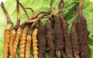 吃新鮮冬蟲(chóng)夏草后拉肚子？原因與應(yīng)對(duì)方法解析
