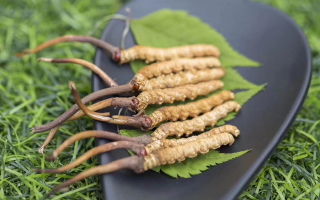 新鮮松茸冬蟲(chóng)夏草怎么吃？滋補(bǔ)雙珍的美味搭配指南