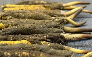 新鮮冬蟲夏草可以泡水喝嗎？正確方法與功效解析
