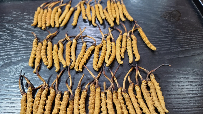 冬蟲(chóng)夏草：價(jià)值光環(huán)下的真相與爭(zhēng)議