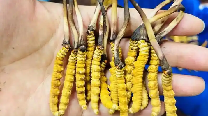 冬蟲夏草吃鮮的還是干的？一場關(guān)于自然饋贈的現(xiàn)代抉擇