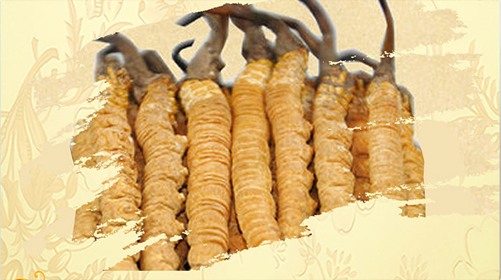 <a href=http://www.xylsxs.com/ target=_blank class=infotextkey>冬蟲夏草</a>夏天如何保存