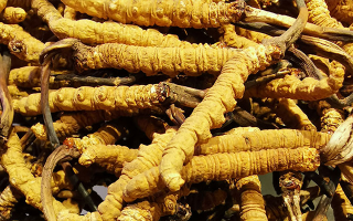 冬蟲(chóng)夏草鮮草和干草哪個(gè)好