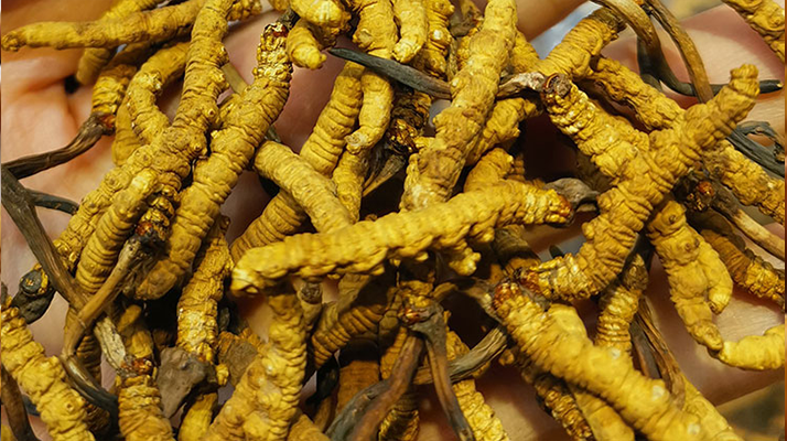 正宗產(chǎn)地野生的冬蟲夏草