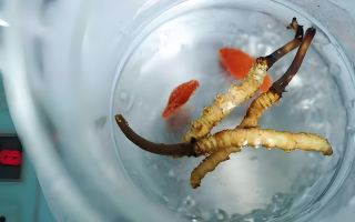 冬蟲夏草一天長(zhǎng)多少株正常？揭開“靈芝之王”的成長(zhǎng)秘密