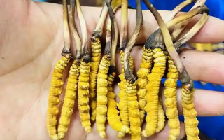 怎樣水煮鮮冬蟲(chóng)夏草最好