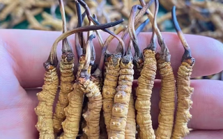 一盒冬蟲夏草多少錢？從規(guī)格到定位的價(jià)格解析